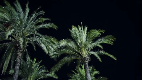 Small birds sitting and flying near the palm tree at the night Stock Footage 83501202