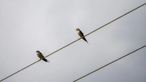 Small birds sitting on power cable 스톡 사진