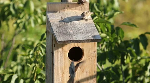 A small birds Sparrows nesting in a nest box. Vídeo Stock 53854095