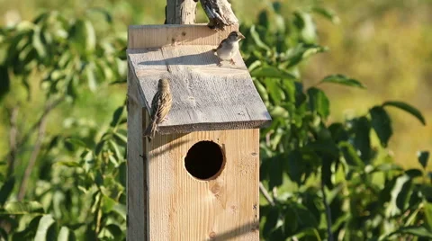A small birds Sparrows nesting in a nest box. Video stock 53854397