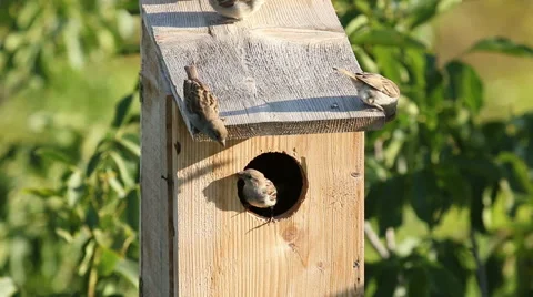 A small birds Sparrows nesting in a nest box. Stock-Footage 53854413