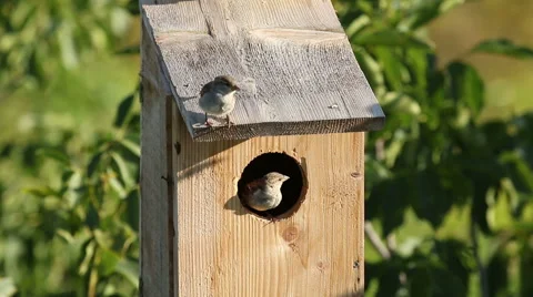 A small birds Sparrows nesting in a nest box. Stock-Footage 53854479