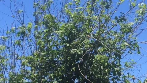 Small Birds On Tree Branches 스톡 동영상 158033461