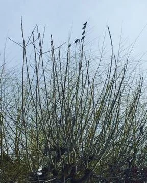 Small birds on tree branches Stock Photos