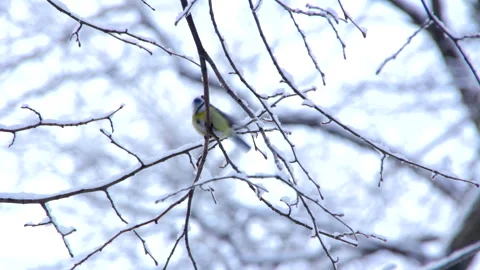 Small birds on tree branches in a snowy winter forest Stock Footage 260317156