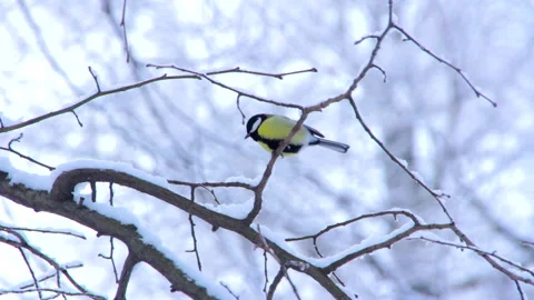 Small birds on tree branches in a snowy winter forest Vídeo Stock 260317725