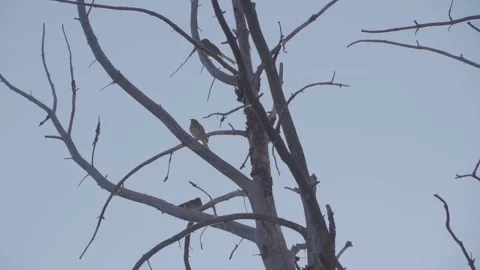 Small birds in a tree Stock Footage 166709646