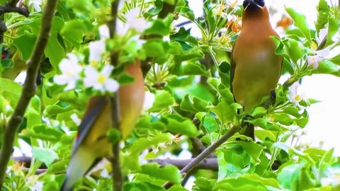 Small Birds on Tree Stock Footage 323140836