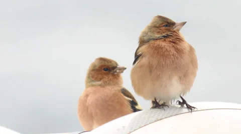 Small birds in the wind Stock Footage 49306142