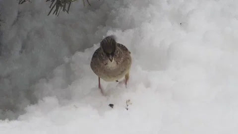 Small birds in the winter Stock Footage 149207524