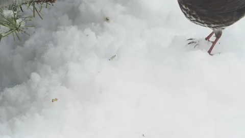 Small birds in the winter Stock Footage 149207554