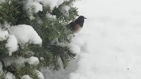 Small birds in the winter Stock Footage 149207565