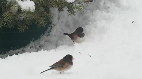 Small birds in the winter Stock Footage 149207680