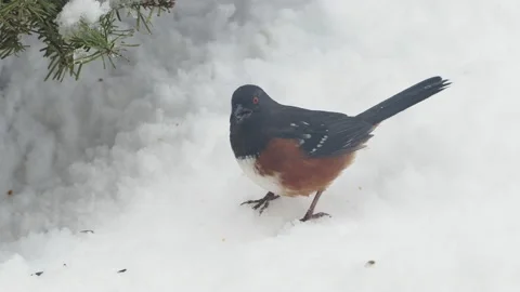 Small birds in the winter Stock Footage 149207694