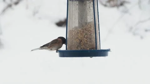 Small birds in the winter Stock Footage 149207734