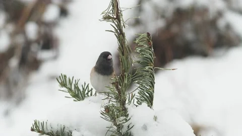 Small birds in the winter Stock Footage 149207751