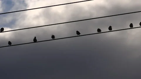 Small birds on a wire resting after migration 4K Stockbeeldmateriaal 141164672