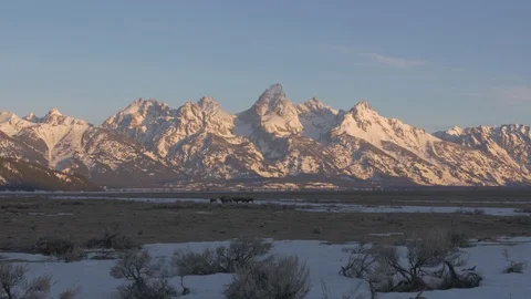 Small Bison Herd Grazing In Front Of Teton Mountains 库存影片 73840581