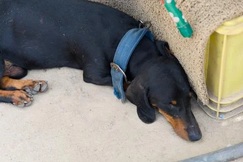 A small black and brown dog rests peacefully under a bench in a sandy area .. Stock Photos