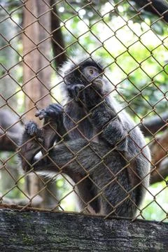 A small black and gray squirrel clings to a rusty diamond mesh fence, paws gr Stock Photos