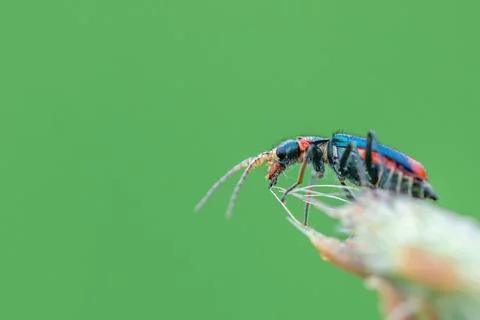 Small black and red bug sitting on the top of a flower. Green background 写真素材