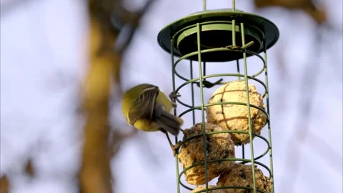 A Small Black-and-White Bird Feeding at a Hanging Seed Ball Stock Footage 327680875