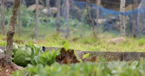 Small black and white bird hopping in a vegetable garden Stock Footage 331657506