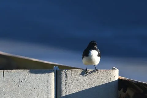 A small black and white bird on a metal fence Stock Photos