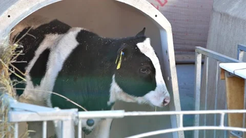 Small black and white calf stands in a pen and looks in different directions  Stock Footage 201422009