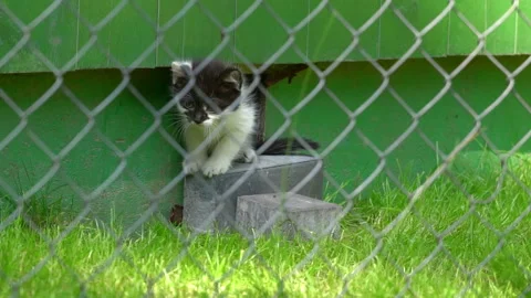 Small, black and white cat playing in a hole in the wall.  Stock Footage 106119994