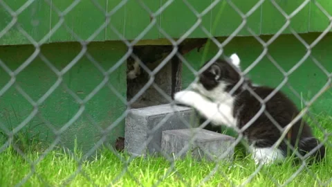 Small, black and white cat playing in a hole in the wall.  Stock Footage 106120080