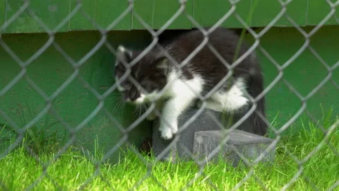Small, black and white cat playing in a hole in the wall.  Stock Footage 106120144