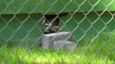 Small, black and white cat playing in a hole in the wall. Stock Footage 106120159