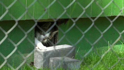 Small, black and white cat playing in a hole in the wall.  Stock Footage 106120533
