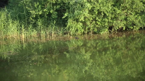 Small black and white-headed ducks swim in the pond in the early morning, in the Stock Footage 113888660
