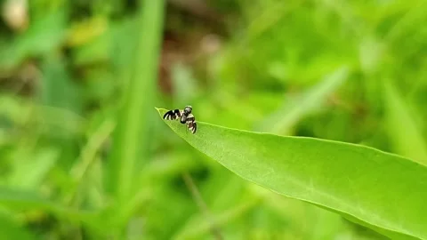 Small Black and White Insect Standing on Green Leaf Tip in Natural Environment Vídeos de archivo 332407789