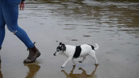 Small black and white jack russell dog running along wet sandy beach with own Stock Footage 121643527