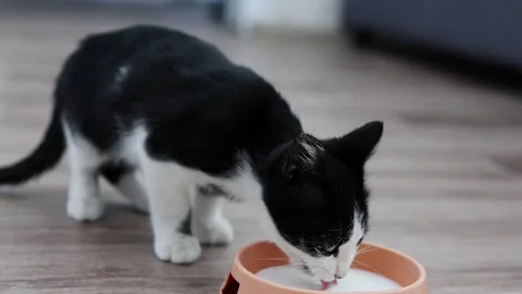 A small black and white kitten drinks warm milk from a bowl on the floor in the Stock Footage 258786028