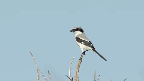 Small black and white loggerhead shrike bird looking from his perch in Florida Stock Footage 127383304