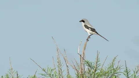 Small black and white loggerhead shrike bird looks around from his perch Stock Footage 127383710