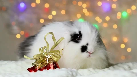 A small black and white rabbit in New Year's decorations. Stock Footage 145482270