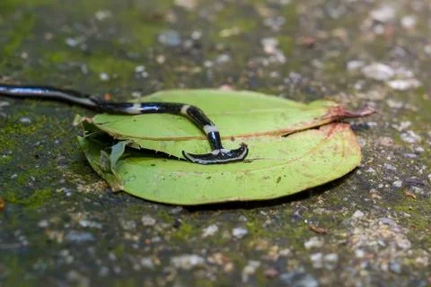 Small black and white snake rests on green leaf Stock Photos