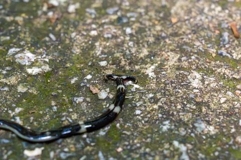 Small black-and-white snake rests on wet stone surface Stock Photos