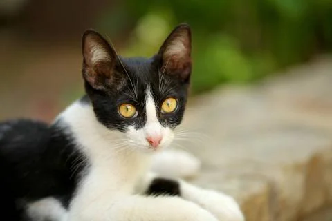 Small black and white stray cat with mesmerizing yellow eyes, laying on pa... Stock Photos