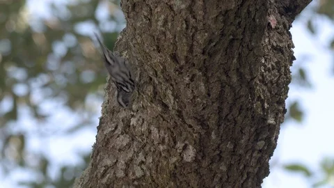 Small black and white warbler bird foraging during migration in Orlando Florida Stock Footage 129309759