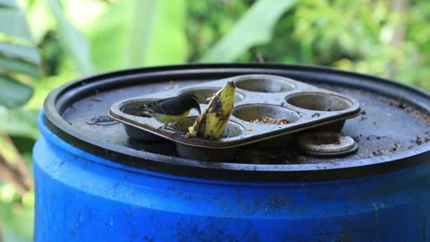 Small black and yellow bird (bananaquit) eating a banana Stock Footage 134499702
