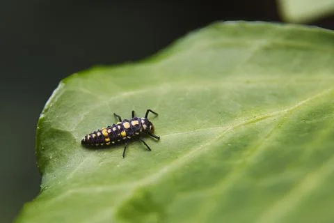 A small black and yellow bug is on a leaf Stock Photos