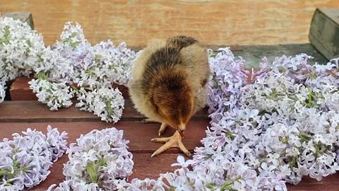 Small black and yellow chicken chick stands amid lilac flowers Stock Footage 309930404