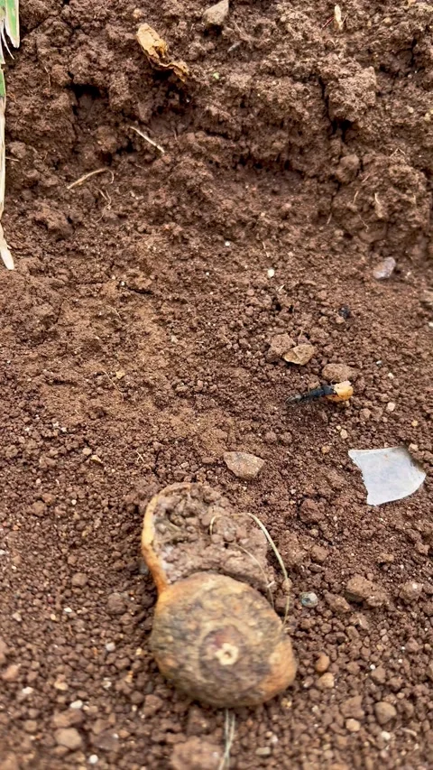 Small Black Ant Carrying a Large Piece of Food Across Dry Soil Ground Stock Footage 340990113