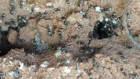 Small Black Ant Colony Dynamics: moving fast Stock Footage 307601258